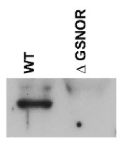 GSNOR | S-nitrosoglutathione reductase in the group Antibodies for Plant/Algal  / Environmental Stress / Wounding at Agrisera AB (Antibodies for research) (AS09 647)